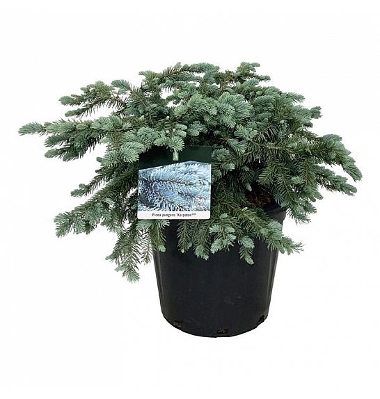Picea pungens Karpaten C30 Lit. 60-80 cm