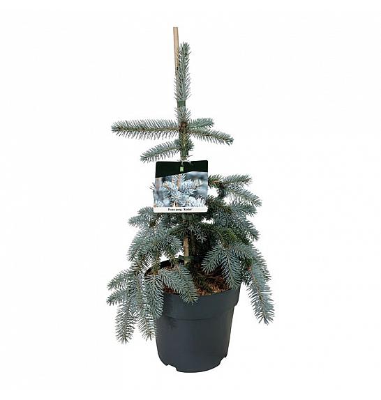 Picea pungens Koster C7,5 Lit. 40-50 cm