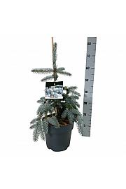 Picea pungens Koster C7,5 Lit. 40-50 cm