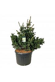 Picea pungens Lucky Strike C230 Lit. 150-175 cm; Soliter