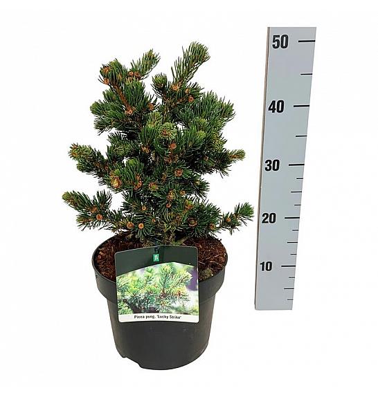 Picea pungens Lucky Strike C4 Lit. 25-30 cm