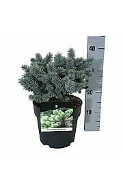 Picea pungens Blaukissen C4 Lit. 20-25 cm