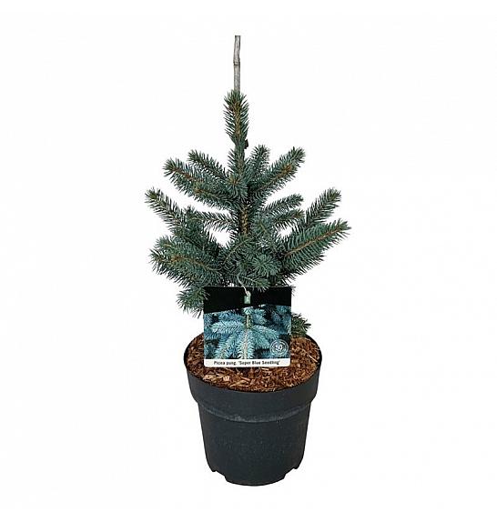 Picea pungens Super Blue C4 Lit. 30-40 cm
