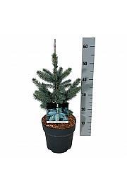Picea pungens Super Blue C4 Lit. 30-40 cm