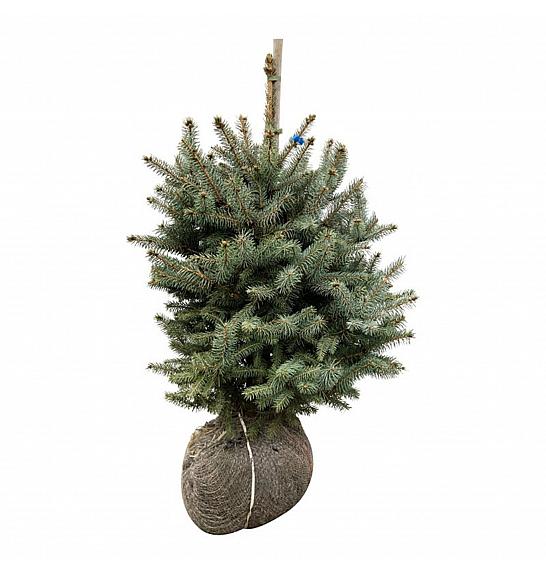 Picea pungens Super Blue bala 50-60 cm extra