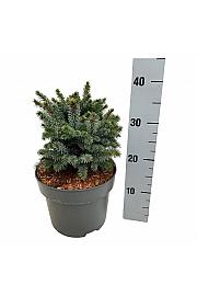Picea sitchensis Midget C4 Lit. 20-25 cm