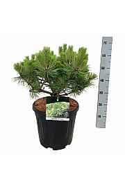 Pinus densiflora Jane Kluis C15 Lit. 50-60 cm
