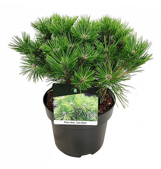 Pinus densiflora Low Glow C15 Lit. Na steblu 60 cm; Krošnja 40/50 cm