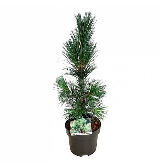 Pinus flexis Vanderwolfs Pyramid C4 Lit. 40-50 cm