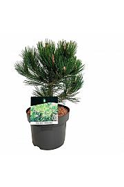 Pinus heldreichii Compact Gem C4 Lit. 25-30 cm