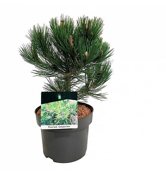 Pinus heldreichii Compact Gem C4 Lit. 25-30 cm