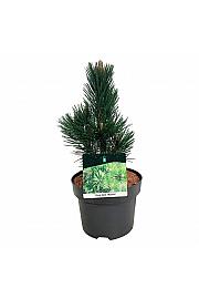 Pinus heldreichii Malinki C4 Lit. 25-30 cm