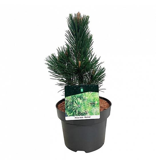 Pinus heldreichii Malinki C4 Lit. 25-30 cm