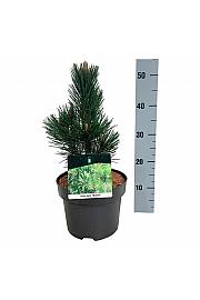 Pinus heldreichii Malinki C4 Lit. 25-30 cm