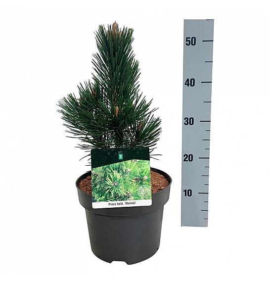 Pinus heldreichii Malinki C4 Lit. 25-30 cm