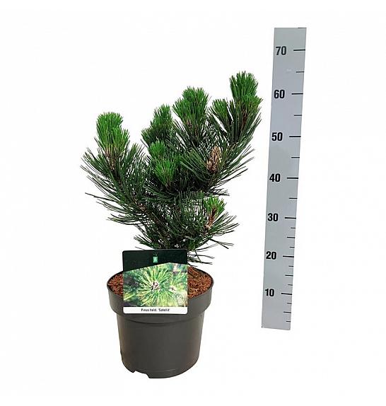 Pinus heldreichii Satellit C4 Lit. 25-30 cm