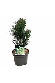 Pinus heldreichii Satellit C4 Lit. 30-40 cm