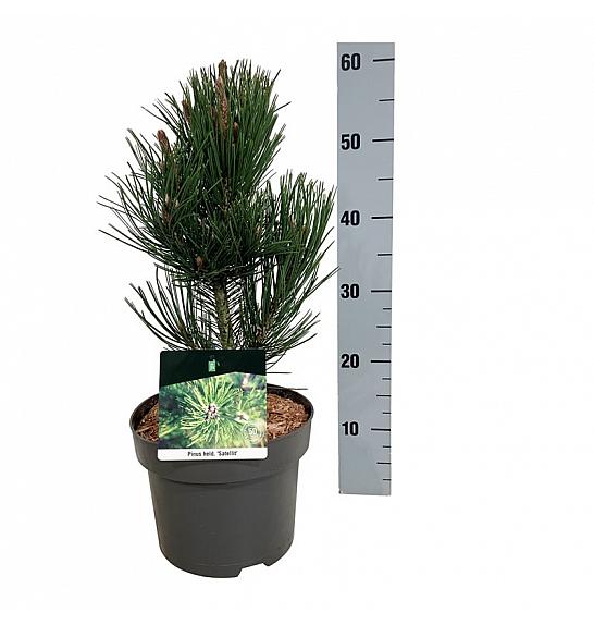 Pinus heldreichii Satellit C4 Lit. 30-40 cm