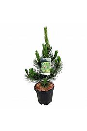 Pinus heldreichii Satellit C15 Lit. 60-80 cm