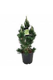 Pinus heldreichii Satellit C30 Lit. 60-80 cm extra