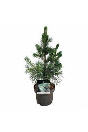 Pinus monticola Ammerland C4 Lit. 40-50 cm