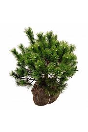 Pinus mugo bala 50-60 cm extra