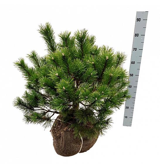 Pinus mugo bala 50-60 cm extra