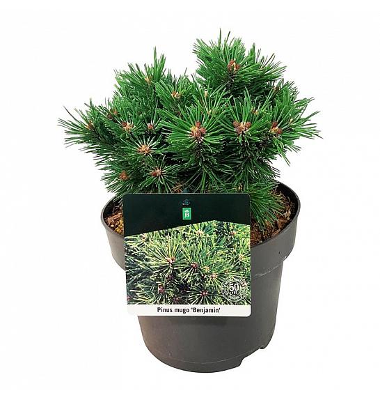 Pinus mugo Benjamin C4 Lit. 20-25 cm