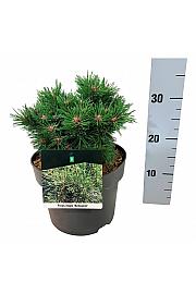 Pinus mugo Benjamin C4 Lit. 20-25 cm