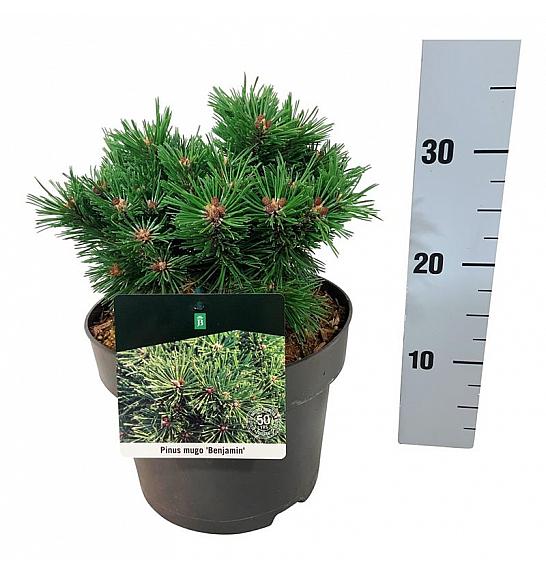 Pinus mugo Benjamin C4 Lit. 20-25 cm