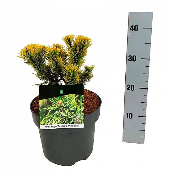 Pinus mugo Carstens Wintergold C4 Lit. 15-20 cm