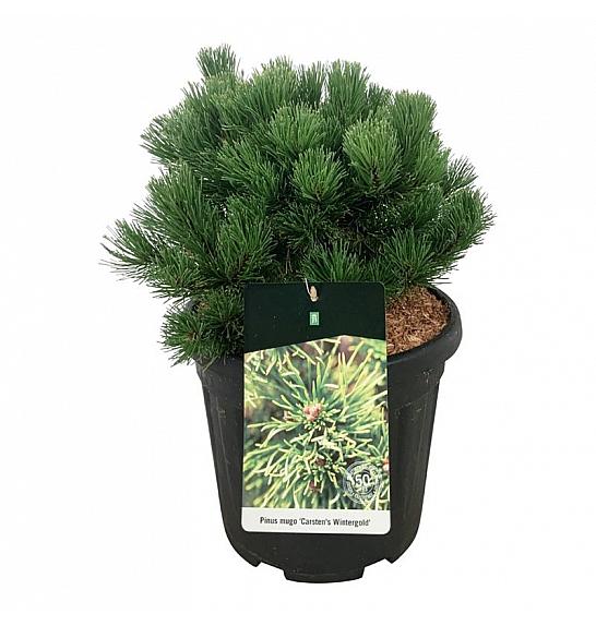 Pinus mugo Carstens Wintergold C15 Lit. 30-40 cm