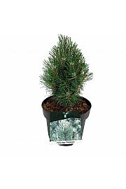 Pinus mugo Columnaris C4 Lit. 20-25 cm
