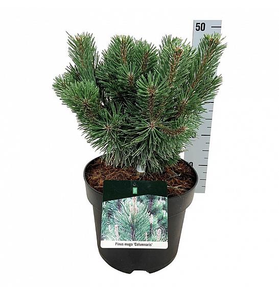 Pinus mugo Columnaris C7,5 Lit. 25-30 cm