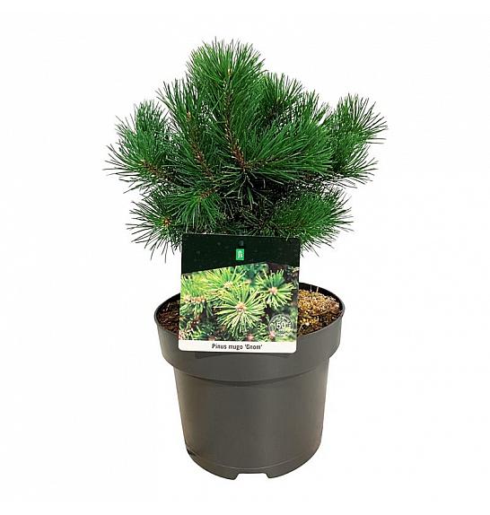 Pinus mugo Gnom C4 Lit. 20-25 cm