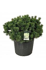 Pinus mugo Gnom C130 Lit. 80-100 cm; Soliter