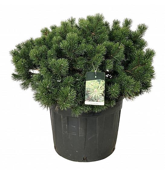 Pinus mugo Gnom C130 Lit. 80-100 cm; Soliter