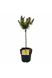 Pinus mugo Golden Glow C5 Lit. Na steblu 40 cm