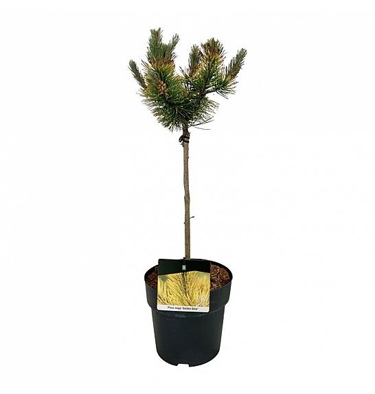 Pinus mugo Golden Glow C5 Lit. Na steblu 40 cm