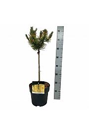 Pinus mugo Golden Glow C5 Lit. Na steblu 40 cm