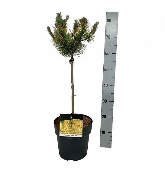 Pinus mugo Golden Glow C5 Lit. Na steblu 40 cm