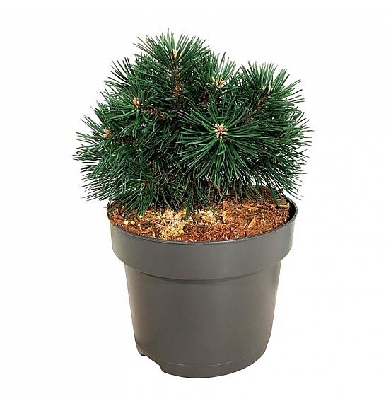 Pinus mugo Green Pearl C4 Lit. 20-25 cm