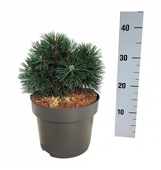 Pinus mugo Green Pearl C4 Lit. 20-25 cm