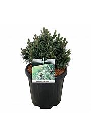 Pinus mugo Green Pearl C15 Lit. 30-40 cm
