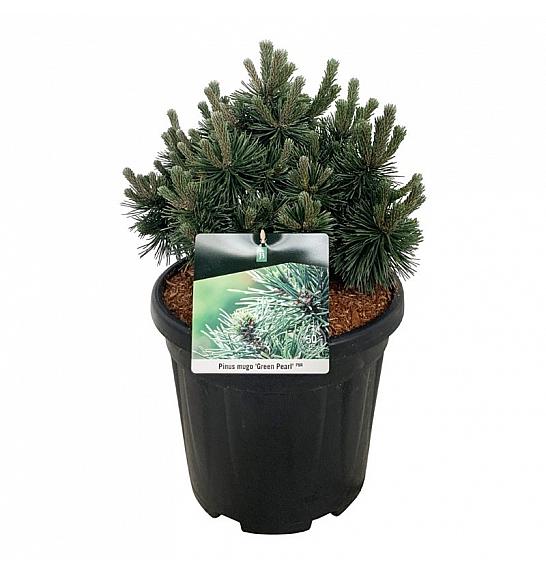 Pinus mugo Green Pearl C15 Lit. 30-40 cm