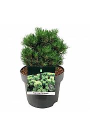 Pinus mugo Heideperle C4 Lit. 15-20 cm