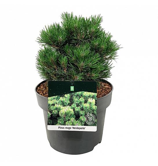 Pinus mugo Heideperle C4 Lit. 15-20 cm