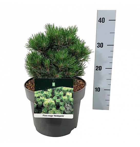 Pinus mugo Heideperle C4 Lit. 15-20 cm