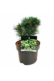 Pinus mugo Heideperle C4 Lit. 20-25 cm