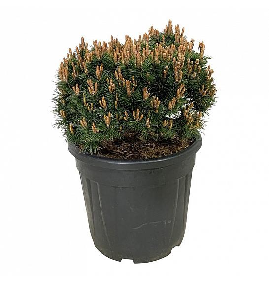 Pinus mugo Heideperle C30 Lit. 40-50 cm extra